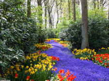 spring flowers